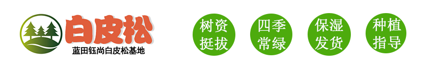 白皮松基地