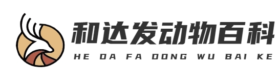 首页