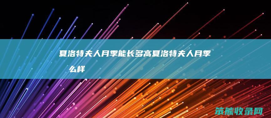 夏洛特夫人月季能长多高 夏洛特夫人月季怎么样