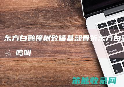 东方白鹳撞树致嘴基部骨折（东方白鹳会不会鸣叫）