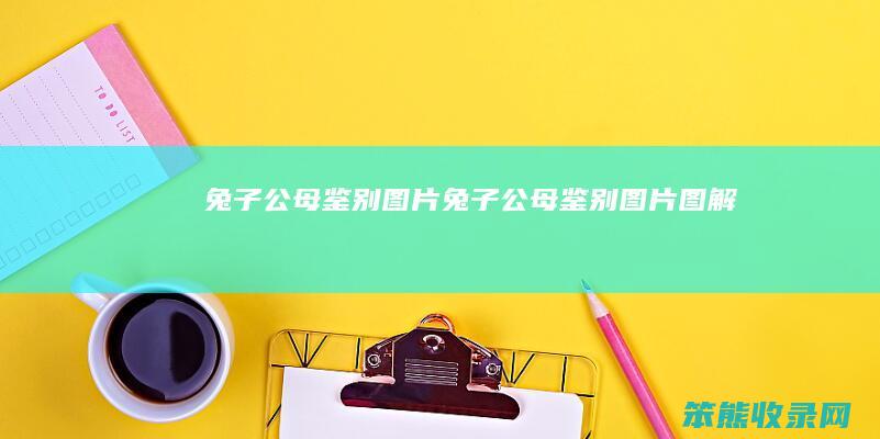 兔子公母鉴别图片（兔子公母鉴别图片图解）
