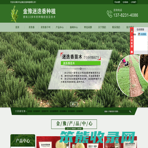 迷迭香