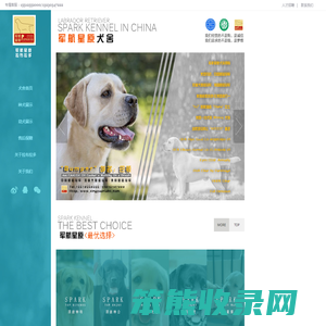 军航星原拉布拉多犬舍丨拉布拉多寻回猎犬丨拉布拉多犬