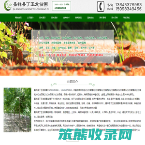山东国槐