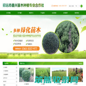 大叶黄杨