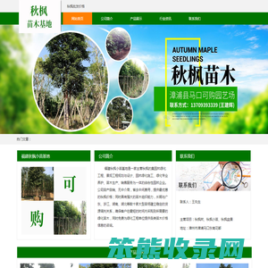 秋枫价格