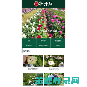 牡丹花开