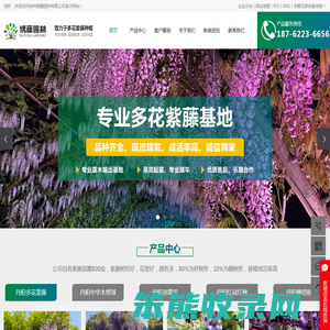 丹阳进口紫藤公司