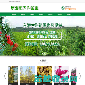丹东玉兰