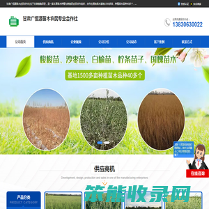 沙枣树