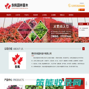 丛生红点红枫,火焰南天竹,紫薇花瓶,红叶南天竹,火焰南天竹价格,泰安东枫园林苗木有限公司