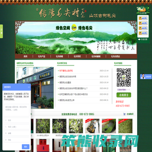 信阳毛尖价格