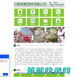 龙柏苗